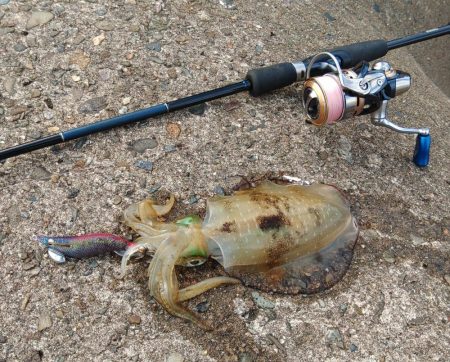 エギング絶好調！